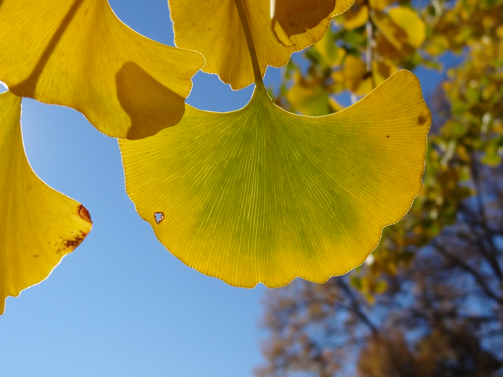 Ginkgo biloba leaves